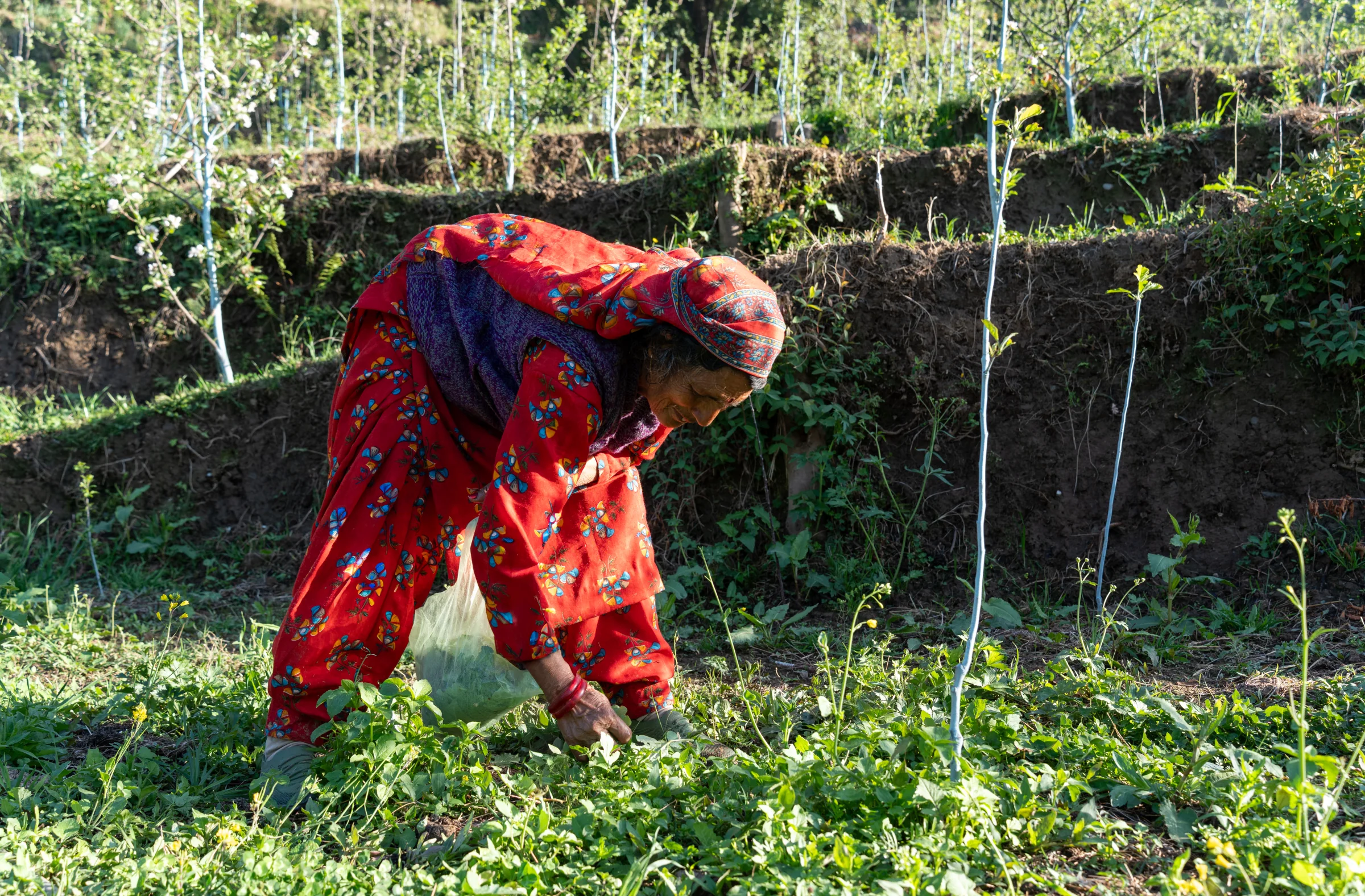 A woman harvesting fresh greens in a terraced hill field